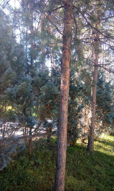 Apartment 9 Gorska Vila Zlatibor Esterno foto